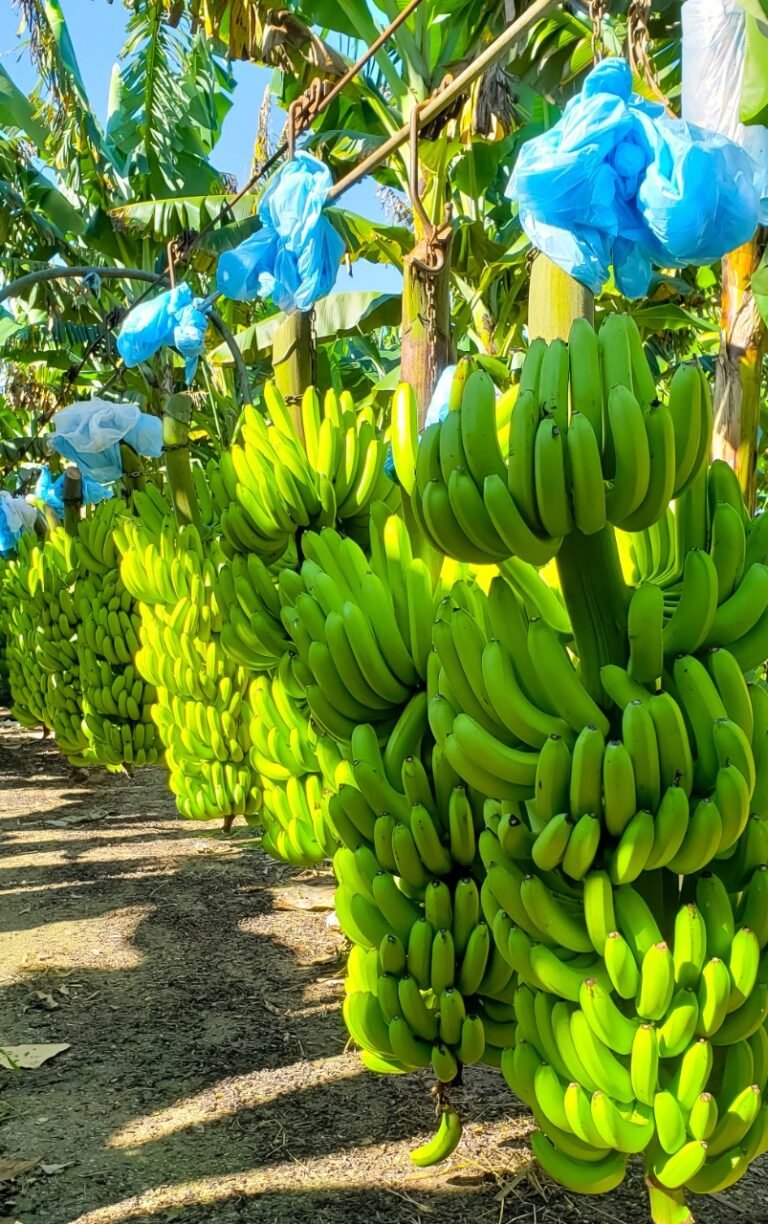 Cachos de banana colhidos na Fazenda Lagoa Nova