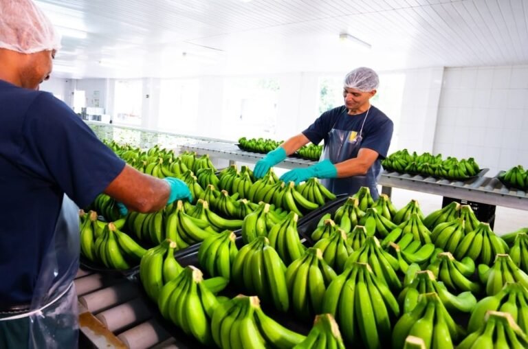 Seleção de bananas na unidade de beneficiamento da Fazenda Lagoa Nova