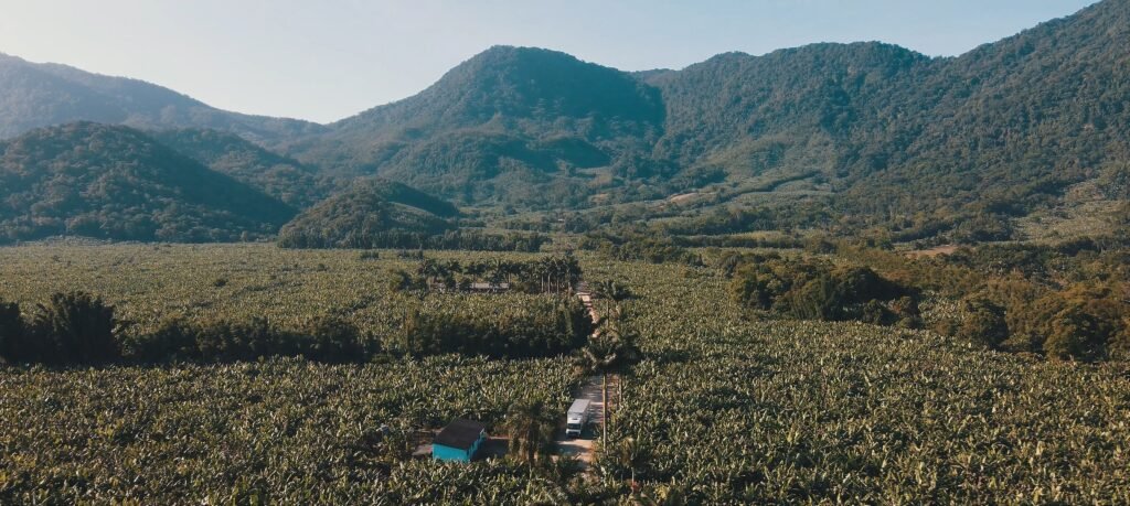 Vista aérea do bananal da Fazenda Pé da Serra — Bananas Nacional