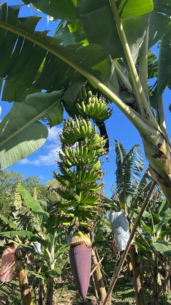 Bananal do Sítio Quilombo