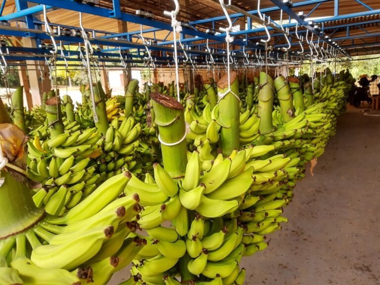 Área de beneficiamento de bananas do Sítio Quilombo