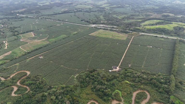 Vista aérea da Fazenda Guaraú e seus bananais