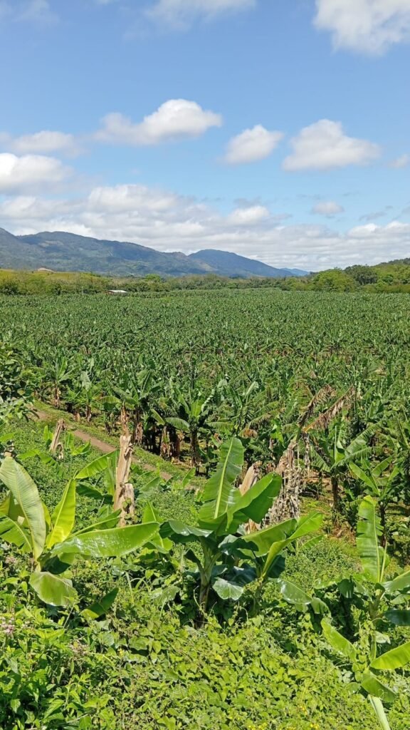 Vista panorâmica do bananal da Fazenda Santa Maria, de Fabio Bigão, com montanhas ao fundo.