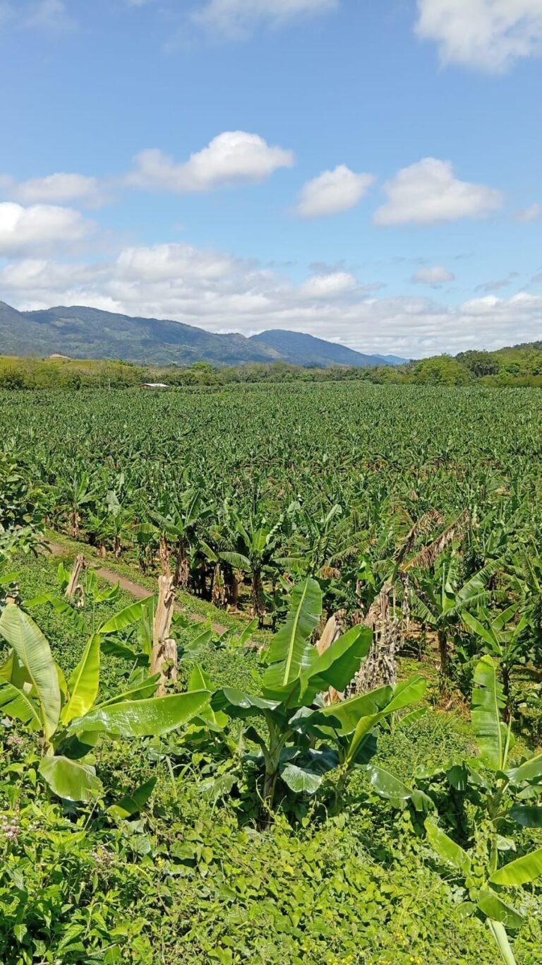 Vista panorâmica do bananal da Fazenda Santa Maria, de Fabio Bigão, com montanhas ao fundo.