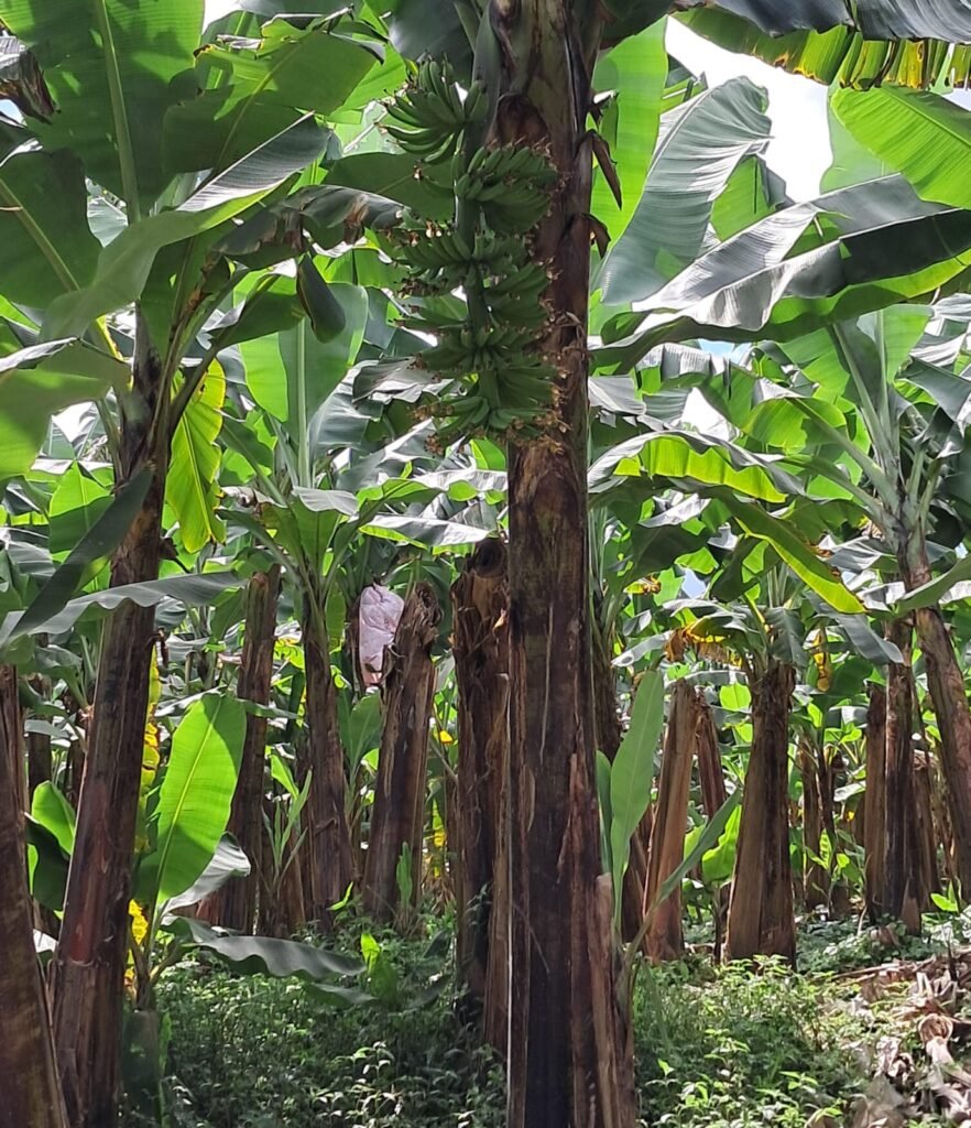 Cacho de bananas no bananal da Fazenda Santa Terezinha, de Tânia Brasil