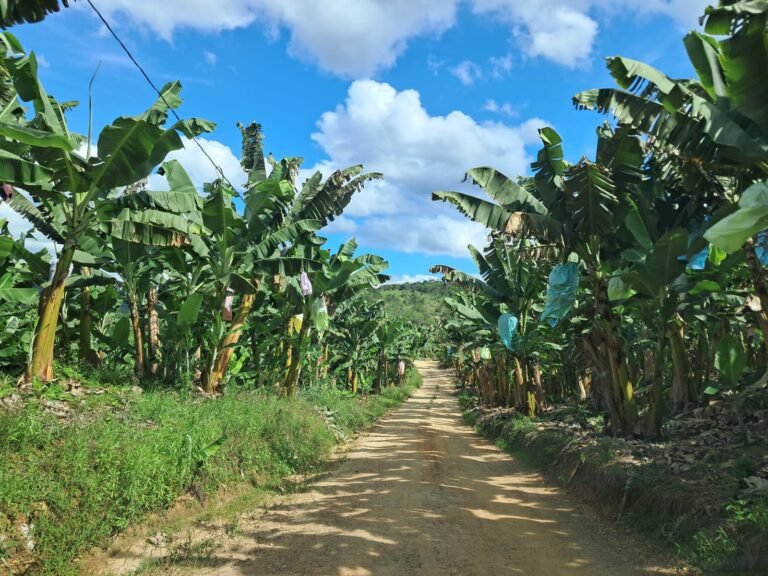 Caminho entre os bananais da Fazenda Santa Terezinha, de Tânia Brasil, em Eldorado/SP