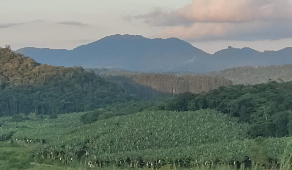 Vista da plantação de bananas e das montanhas na Fazenda Santa Terezinha, em Eldorado/SP