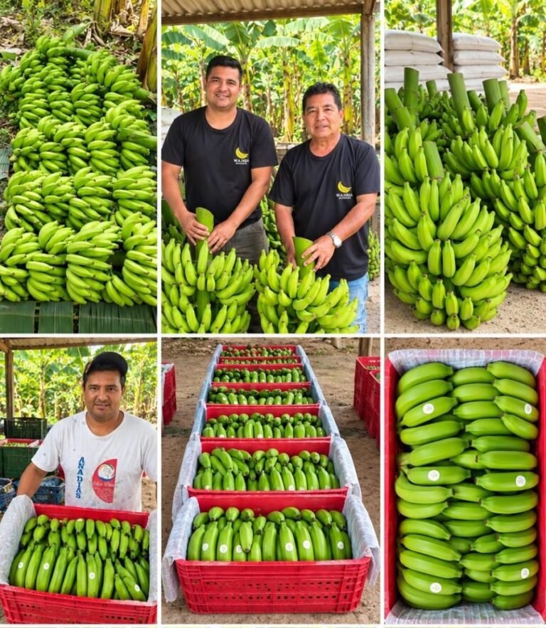 Montagem de produtores, cachos e bananas embaladas no Sítio Bela Higa.
