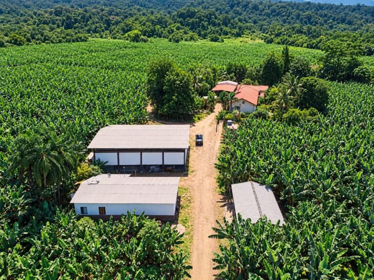 Vista aérea dos bananais e das instalações do Sítio Bela Higa, em Itariri.